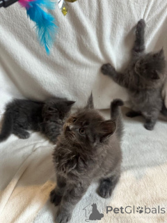 Foto №4. Ich werde verkaufen maine-coon-katze in der Stadt Westlake Village. quotient 	ankündigung - preis - 678€