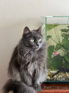 Foto №4. Ich werde verkaufen  in der Stadt Minsk. quotient 	ankündigung - preis - Frei