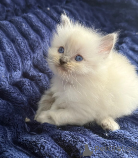 Foto №1. ragdoll-katze - zum Verkauf in der Stadt Hamburg | 350€ | Ankündigung № 178449