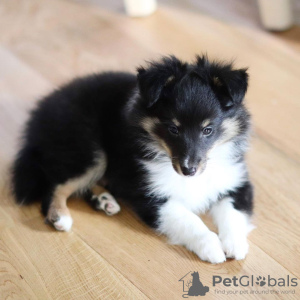 Foto №2 zu Ankündigung № 11136 zu verkaufen shetland sheepdog - einkaufen Deutschland quotient 	ankündigung
