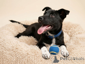 Foto №2 zu Ankündigung № 166395 zu verkaufen mischlingshund - einkaufen Russische Föderation quotient 	ankündigung