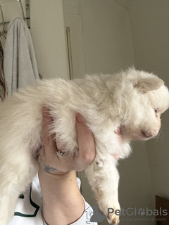 Foto №4. Ich werde verkaufen pommersche spitz in der Stadt Texas City.  - preis - 2500€