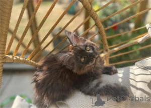 Foto №1. maine-coon-katze - zum Verkauf in der Stadt Dramscell | 350€ | Ankündigung № 153576