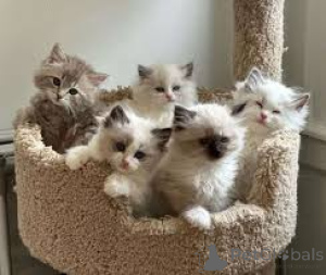 Foto №1. ragdoll-katze - zum Verkauf in der Stadt Wien | 580€ | Ankündigung № 163795