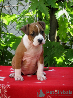 Foto №3. Amerikanischer Staffordshire-Terrier, welpen. Serbien