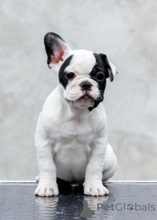 Foto №3. Top- Qualität Französische Bulldoggen Reservierungen laufen!. Serbien