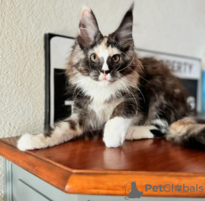 Foto №4. Ich werde verkaufen maine-coon-katze in der Stadt Pontresina. quotient 	ankündigung - preis - 400€