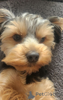 Foto №1. yorkshire terrier - zum Verkauf in der Stadt Benfica | 900€ | Ankündigung № 146026
