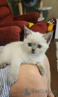 Foto №2 zu Ankündigung № 161075 zu verkaufen schottische faltohrkatze - einkaufen Finnland quotient 	ankündigung, züchter