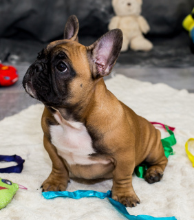 Foto №4. Ich werde verkaufen französische bulldogge in der Stadt Konotop. vom kindergarten - preis - Verhandelt