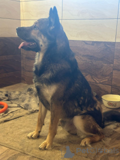 Foto №2 zu Ankündigung № 137221 zu verkaufen mischlingshund - einkaufen Russische Föderation 