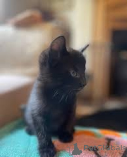 Foto №2 zu Ankündigung № 171570 zu verkaufen bombay-katze - einkaufen Finnland quotient 	ankündigung, züchter