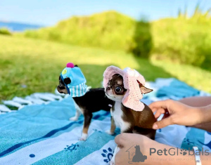 Foto №2 zu Ankündigung № 168689 zu verkaufen chihuahua - einkaufen USA 