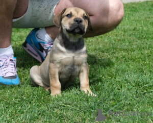 Zusätzliche Fotos: Boerboel-Welpen (Südafrikanischer Mastiff).