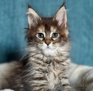 Foto №2 zu Ankündigung № 100088 zu verkaufen maine-coon-katze - einkaufen Niederlande 