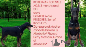 Foto №4. Ich werde verkaufen dobermann in der Stadt Obrenovac.  - preis - verhandelt