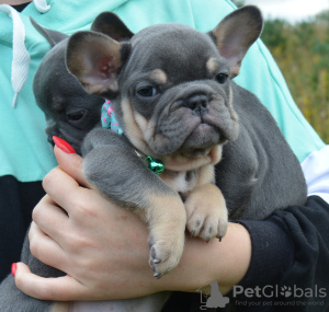 Foto №1. französische bulldogge - zum Verkauf in der Stadt St. Petersburg | 739€ | Ankündigung № 115984