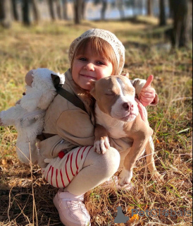 Foto №3. American Bully Welpen zu verkaufen. Ukraine