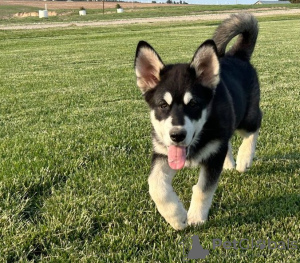 Foto №1. alaskan malamute - zum Verkauf in der Stadt Salt Lake City | Frei | Ankündigung № 110087