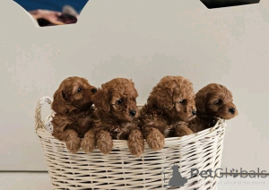 Foto №3. Labradoodle Welpen zur Adoption verfügbar. USA