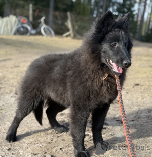 Foto №4. Ich werde verkaufen belgischer schäferhund in der Stadt Talsi. quotient 	ankündigung, züchter - preis - 1000€