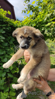 Foto №1. mischlingshund - zum Verkauf in der Stadt Москва | Frei | Ankündigung № 72141