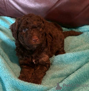 Foto №1. labradoodle, labrador retriever - zum Verkauf in der Stadt Köln | verhandelt | Ankündigung № 127622