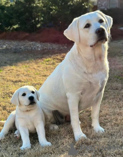 Foto №2 zu Ankündigung № 168075 zu verkaufen labrador retriever - einkaufen Deutschland quotient 	ankündigung