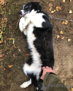 Foto №3. Ein furchtloser kleiner Wächter im Entstehen.. Finnland