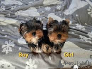 Foto №1.  - zum Verkauf in der Stadt Brighton | 531€ | Ankündigung № 143852