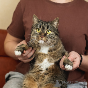 Foto №2 zu Ankündigung № 133476 zu verkaufen  - einkaufen Russische Föderation quotient 	ankündigung