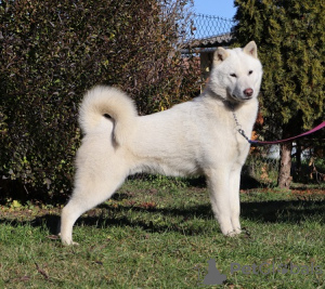 Foto №3. Hokkaido-Welpen. Ungarn