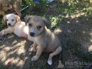 Foto №2 zu Ankündigung № 7517 zu verkaufen mischlingshund - einkaufen Russische Föderation quotient 	ankündigung