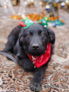 Foto №2 zu Ankündigung № 165550 zu verkaufen mischlingshund - einkaufen Russische Föderation quotient 	ankündigung