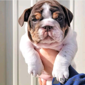 Foto №2 zu Ankündigung № 136554 zu verkaufen englische bulldogge - einkaufen Deutschland züchter