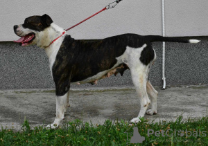 Foto №4. Ich werde verkaufen american bulldog in der Stadt Kovin. züchter - preis - verhandelt