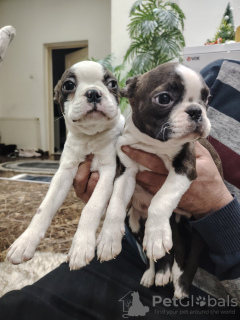 Foto №2 zu Ankündigung № 128915 zu verkaufen boston terrier - einkaufen Serbien quotient 	ankündigung