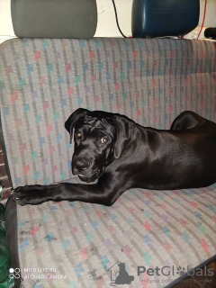 Foto №2 zu Ankündigung № 77437 zu verkaufen cane corso italiano - einkaufen Polen quotient 	ankündigung