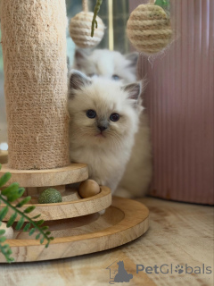 Foto №3. Flauschige reinrassige Ragdoll-Kätzchen auf der Suche nach liebevollen Familien. Deutschland