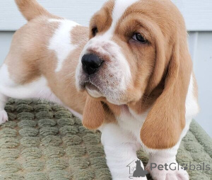 Foto №1. basset hound - zum Verkauf in der Stadt Tickelett | verhandelt | Ankündigung № 170402