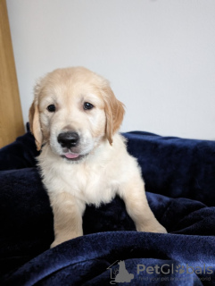 Foto №2 zu Ankündigung № 104122 zu verkaufen golden retriever - einkaufen Deutschland quotient 	ankündigung