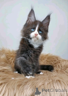 Foto №3. Haustier. USA