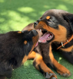 Foto №3. Kontaktieren Sie Rottweiler-Welpen zu verkaufen... WhatsApp 44 7453 907158. Deutschland