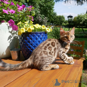 Foto №2 zu Ankündigung № 150364 zu verkaufen bengal katzenrasse - einkaufen Deutschland züchter