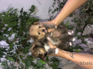 Foto №2 zu Ankündigung № 23570 zu verkaufen  - einkaufen Weißrussland quotient 	ankündigung