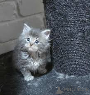 Foto №2 zu Ankündigung № 165822 zu verkaufen norwegische waldkatze - einkaufen Belgien quotient 	ankündigung, züchter