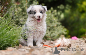Foto №1. border collie - zum Verkauf in der Stadt Bremerhaven | 1000€ | Ankündigung № 161553