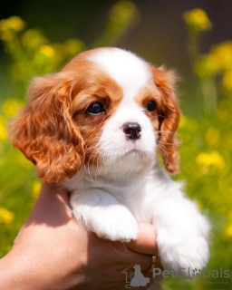 Foto №2 zu Ankündigung № 80864 zu verkaufen cavalier king charles spaniel - einkaufen Deutschland quotient 	ankündigung