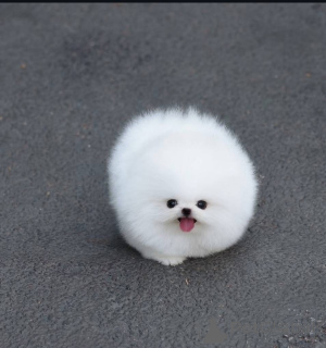 Foto №1.  - zum Verkauf in der Stadt Warschau | Frei | Ankündigung № 164059