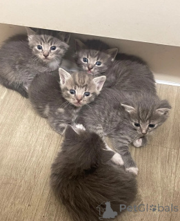 Foto №1. american shorthair - zum Verkauf in der Stadt Birkenwerder | 350€ | Ankündigung № 173907